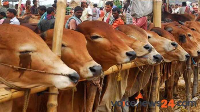 voicenews24-গরু গরু